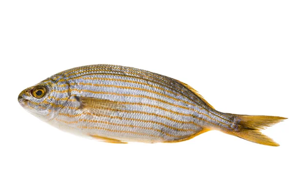 Salema porgy - poisson sarpa — Photo