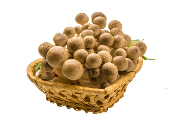 Japão cogumelo Shimeji — Fotografia de Stock