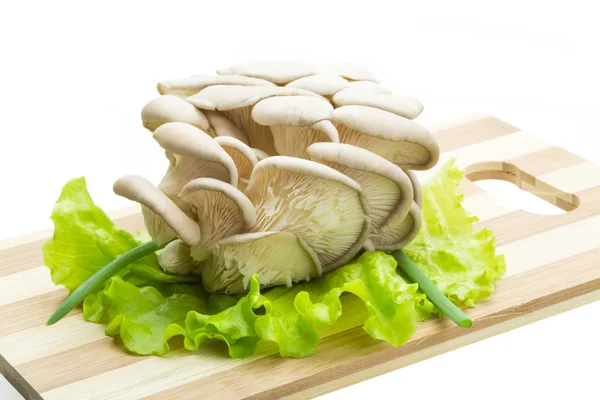 Fungus fresh — Zdjęcie stockowe