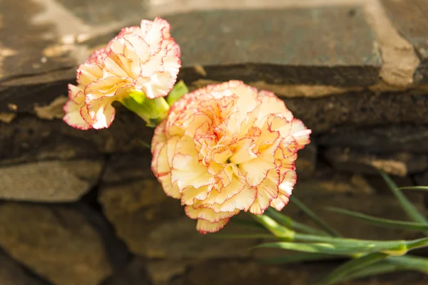 Carnation blomma — Stockfoto