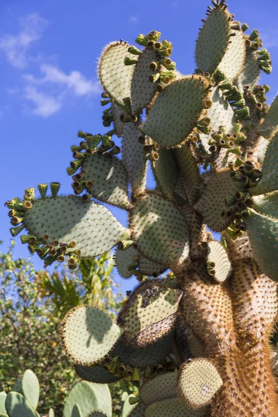 Cactus Opuntia — Stock Photo, Image