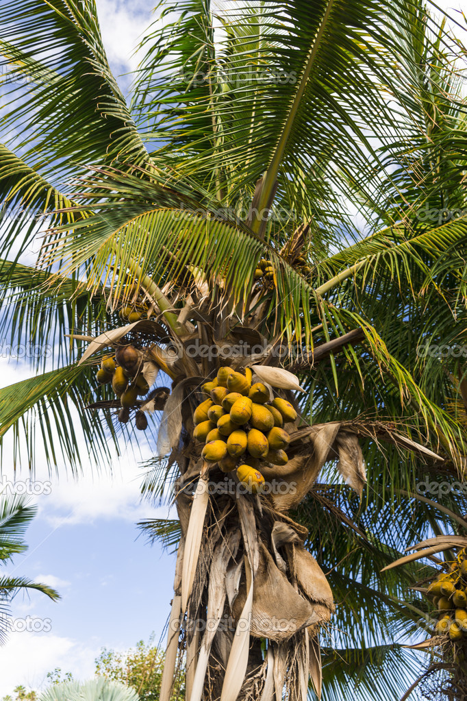 Cocoa palm — Stock Photo © AndreySt 26716151
