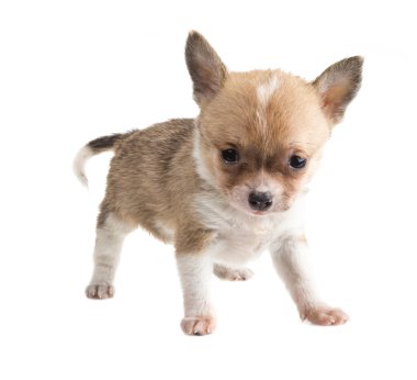 Chihuahua