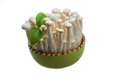 Japonya mantar shimeji