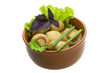 Olgun taze champignon