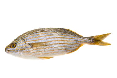 Salema porgy - sarpa balık