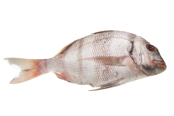 Raw porgy — Stock Photo, Image