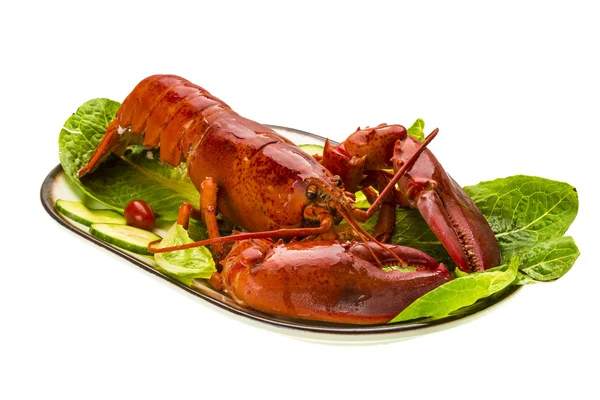 Large Lobster — Stock Photo, Image