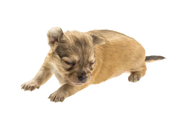 Chihuahua valp — Stockfoto