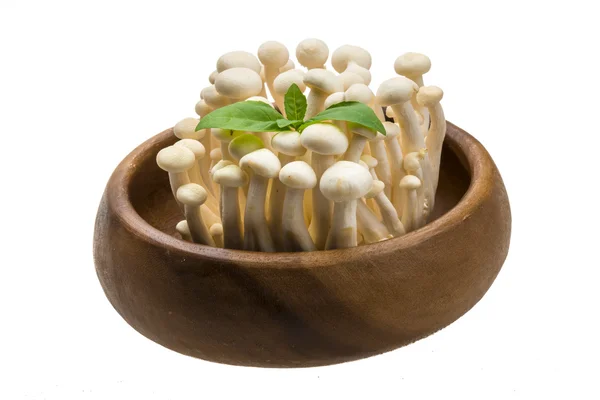 Japão cogumelo Shimeji — Fotografia de Stock