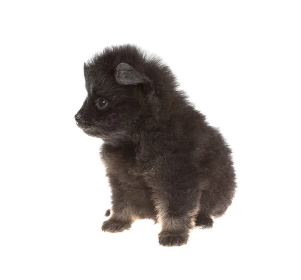 Pomeranian spitz portresi — Stok fotoğraf