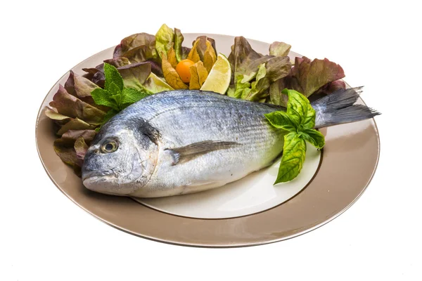 Fresh raw dorada — Stock Photo, Image