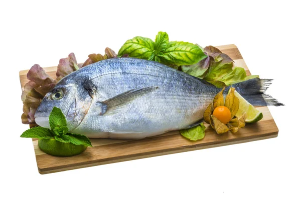 Fresh raw dorada — Stock Photo, Image