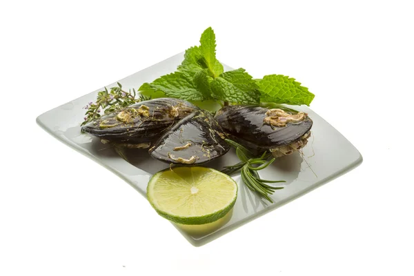 Wild mussel — Stock Photo, Image