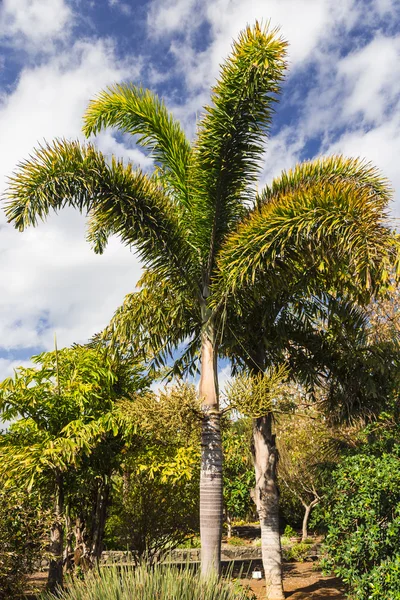 Palm Park — Stok Foto