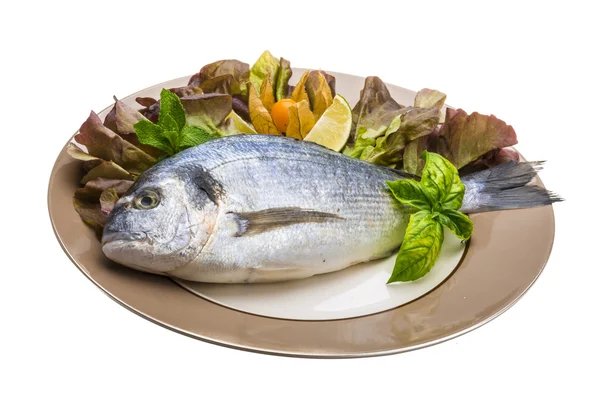 Fresh raw dorada — Stock Photo, Image