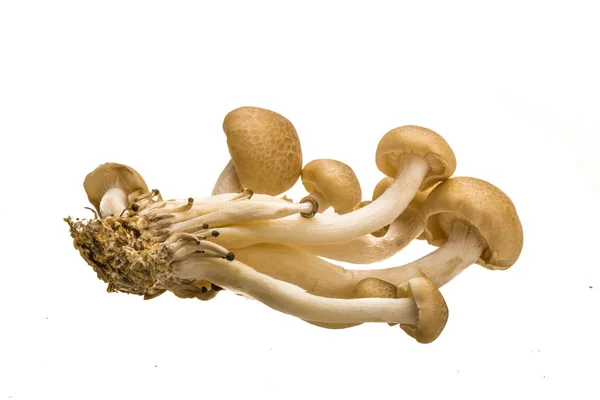 Japan mushroom Shimeji — Stock Photo, Image