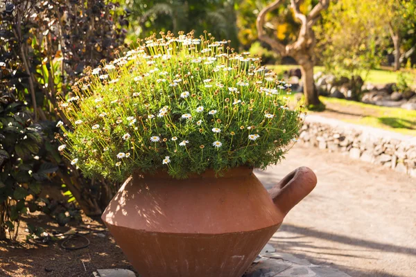 Camomile — Stock Photo, Image