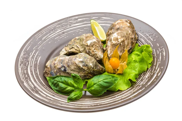 Fresh oyster — Stock Photo, Image