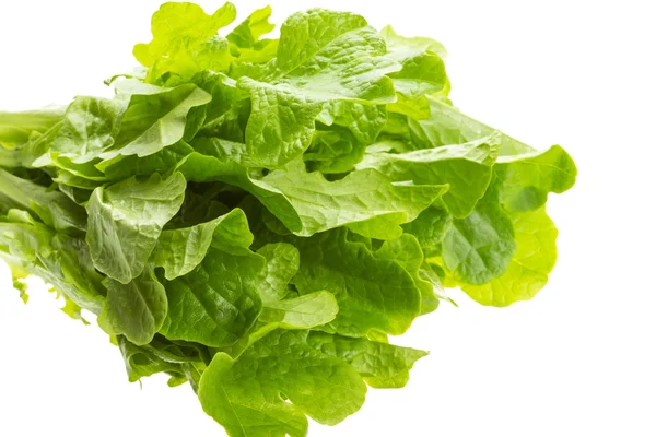 Salad leaves — Stock Photo, Image