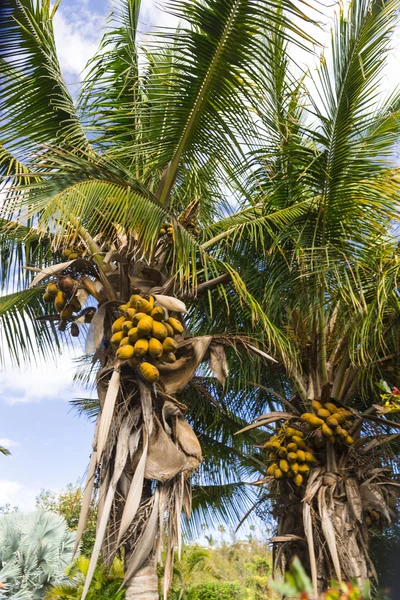 Palma de cacao — Foto de Stock