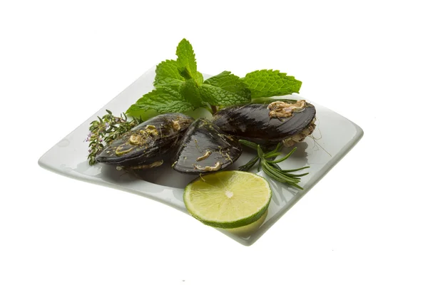 Wild Mossel — Stockfoto