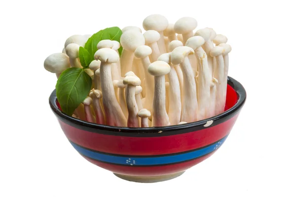 Japan mushroom Shimeji — Stock Photo, Image