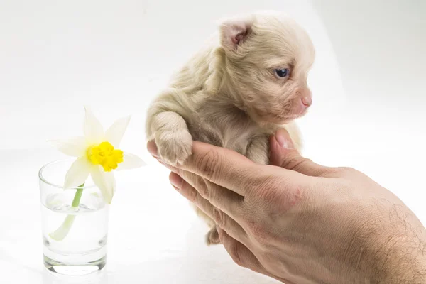 Cãozinho Chihuahua — Fotografia de Stock