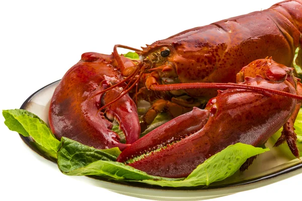 Large Lobster — Stock Photo, Image