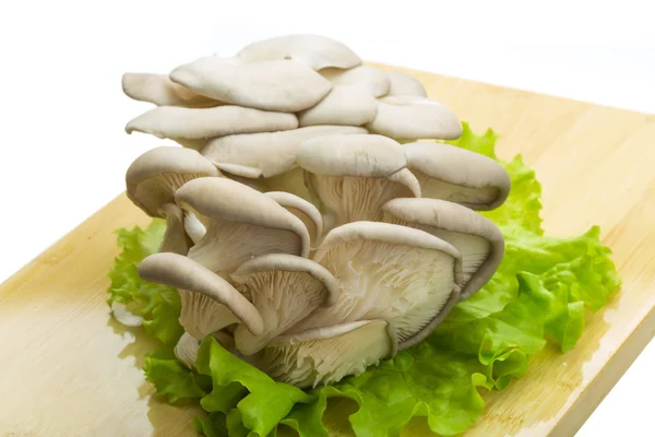 Fungus fresh — Zdjęcie stockowe