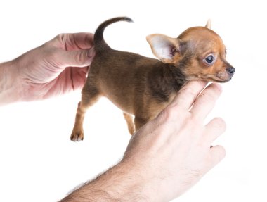 Beyaz arka planda kısa saçlı bir chihuahua köpeği.