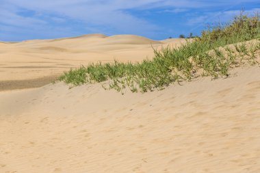 Maspalomas Duna - Kanarya adası Büyük Kanarya Çölü