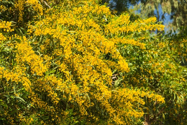 Árvore de Mimosa — Fotografia de Stock