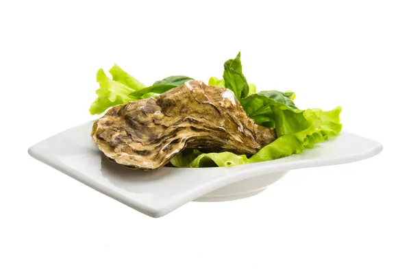 Fresh oyster — Stock Photo, Image