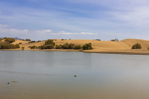 Oasis en Maspalomas Dunas — Foto de Stock