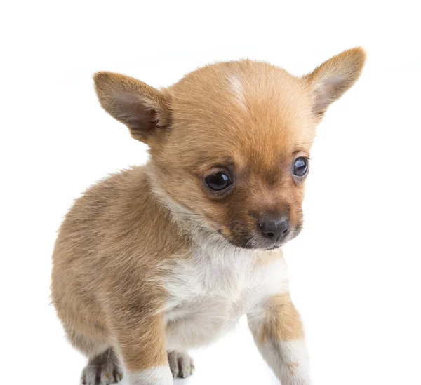 Chihuahua — Stockfoto