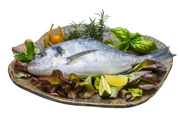 Fresh raw dorada — Stock Photo, Image