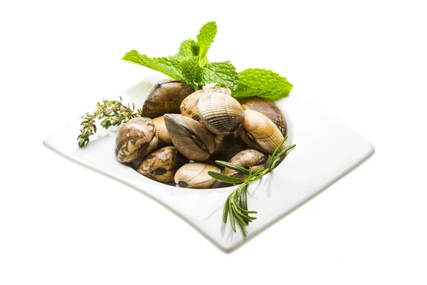 Spanish mollusc - Almeja — Stock Photo, Image