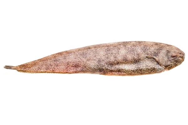 Fish Dover sole — Stock Photo, Image
