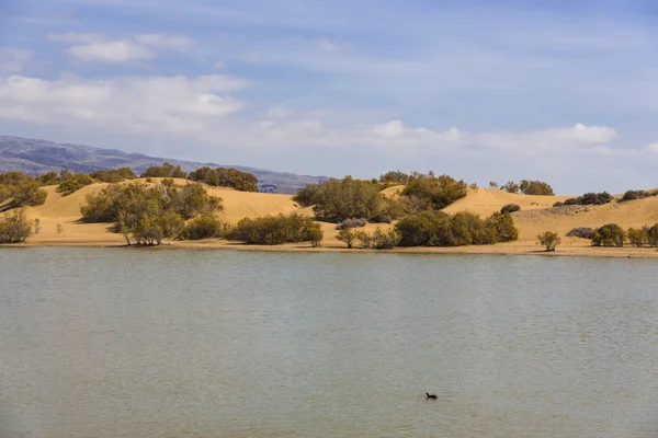 Oase in Maspalomas Dunas — Stockfoto