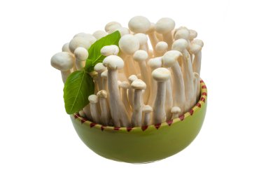 Japonya mantar shimeji