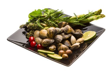 İspanyol yumuşakça - almeja