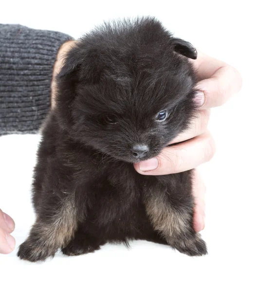 Retrato de Pomerania spitz — Foto de Stock