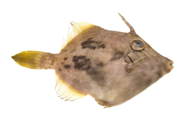 Vis pesce san pietro — Stockfoto