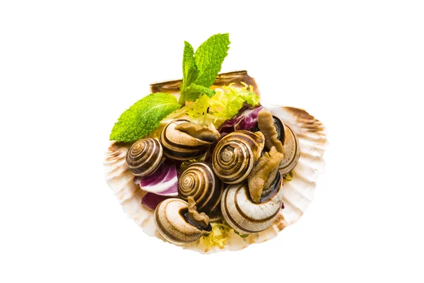 Escargot with asparagus, rosemary, thymus and tomato — Stock Photo, Image