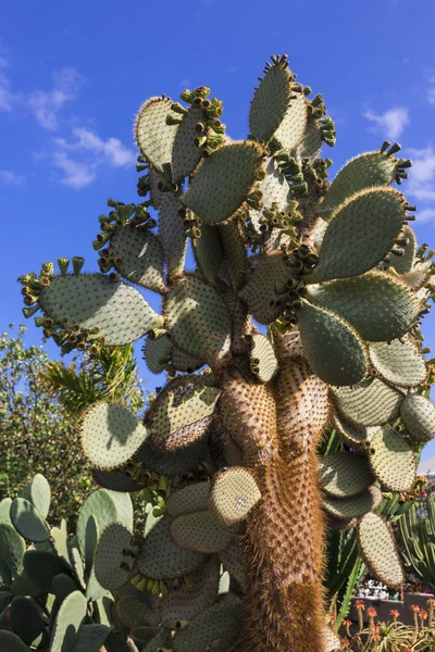 Opunzia di cactus — Foto Stock