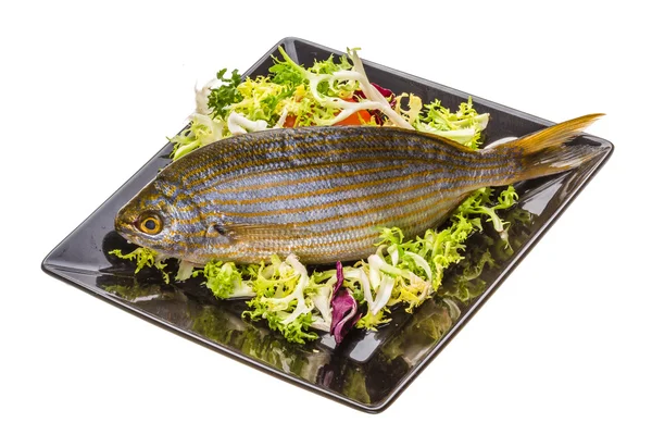 Salema porgy - Sarpa-Fisch — Stockfoto