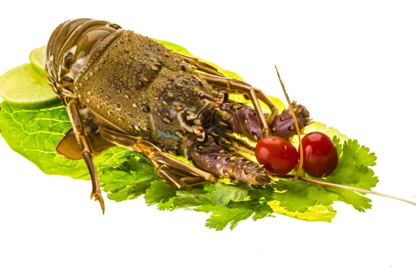 Raw spiny lobsters — Stock Photo, Image