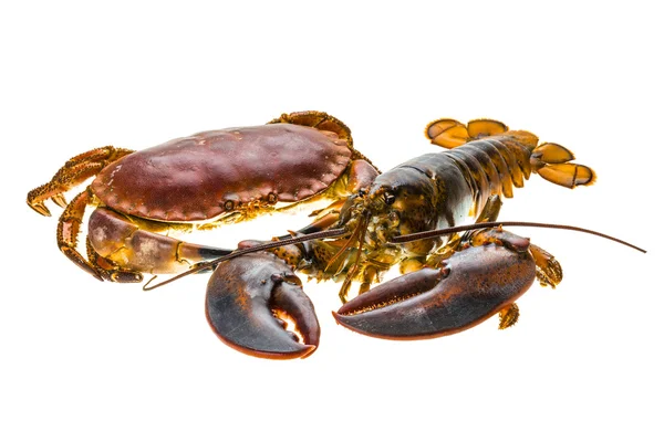 原料龙虾和螃蟹 — 图库照片