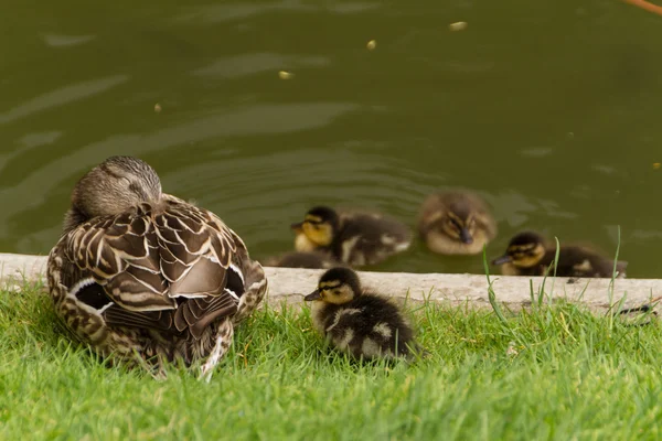 Ördek yavrusuyla ördek — Stok fotoğraf